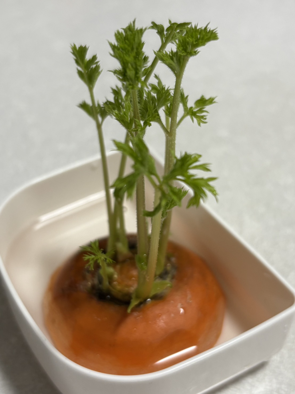 柿じゃないよ！！